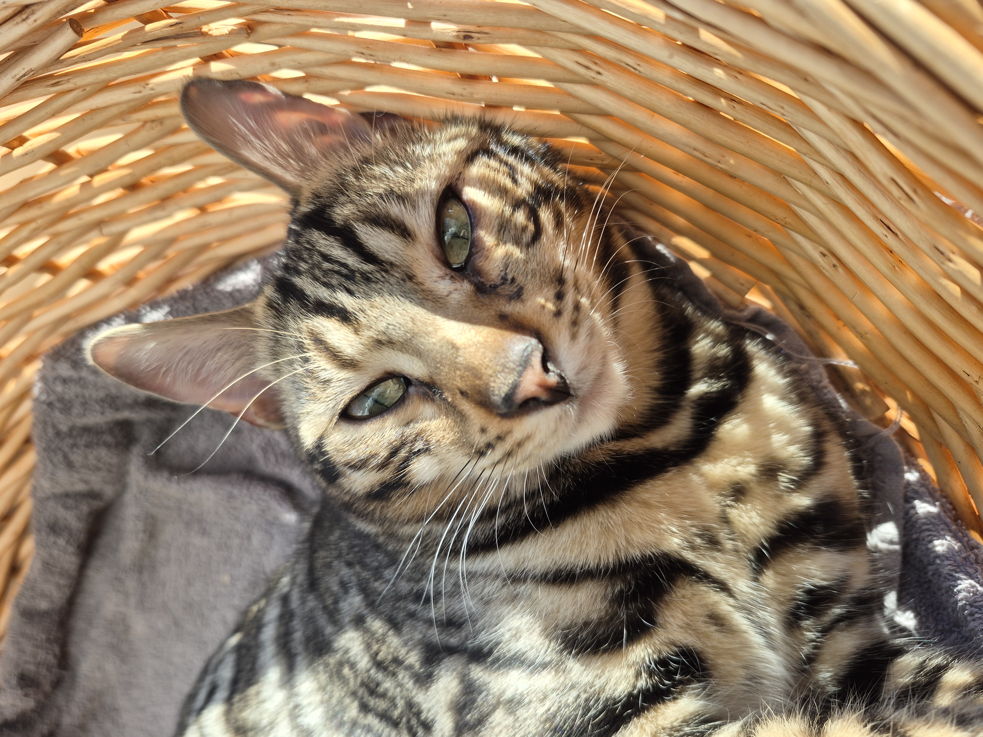 Grafischer Platzhalter für Artemis, einen braun-grauen Bengalen-Kater.